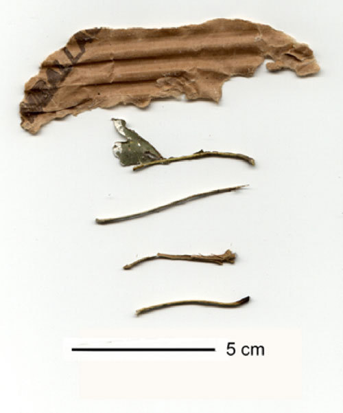 The New Caledonia Crow Is No 'Bird Brain' Kids News Article