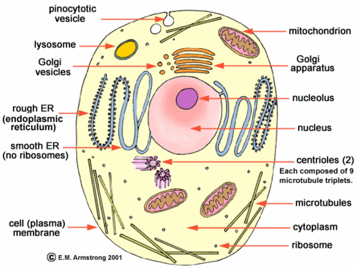 Human cells – guoyaxin960112