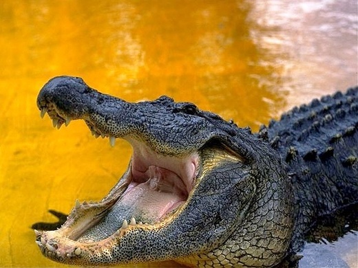 Extinct Animal Questions