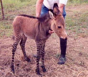 Georgia Welcomes A Zedonk (Part Zebra, Part Donkey) Kids News Article