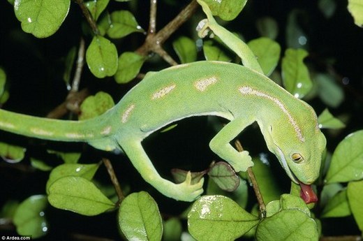 Geckos - Nature&rsquo;s Masters of Disguise