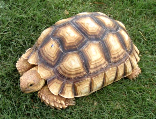 Injured Tortoise Glides Smoothly With 'Swivel' Leg Kids News Article