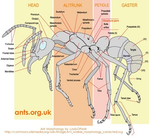 Why Ants Never Lose Their Way Kids News Article